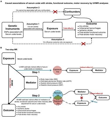 Dual effects of serum urate on stroke risk and prognosis: insights from Mendelian randomization